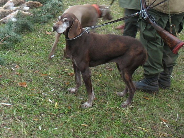 Myslivecký hon 6.12.2008